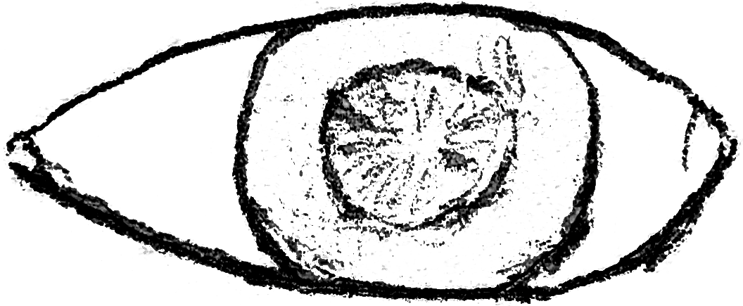 Eye